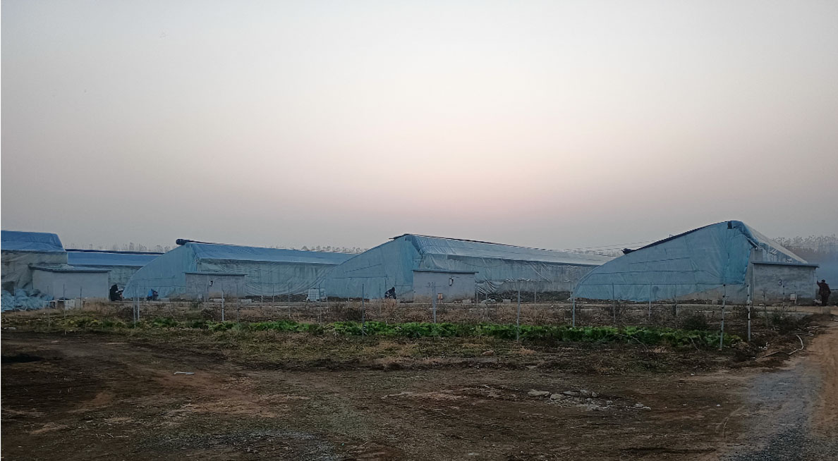 大棚.jpg